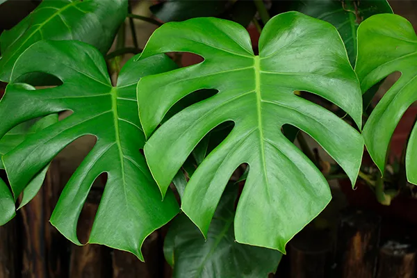 Monstera: Tanaman Hias Tropis yang Menawan