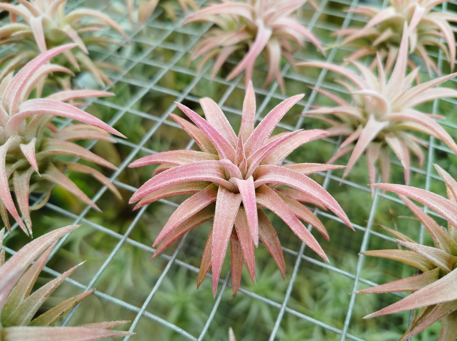 Tillandsia: Tanaman Udara Unik yang Wajib Dicoba di Rumah